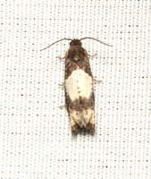 Tortricid moth - Epiblema benignatum