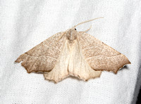 Geometer moth - Pherne sp.