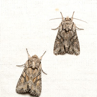 Noctuid moth - Lacinipolia acutipennis