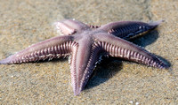 Sea Stars and Sea Urchins