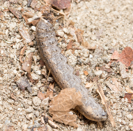 Cutworm - Trichopolia sp. (T. rufula?)