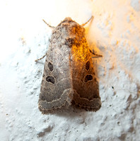 Cutworm Moth - Trichopolia melanopis