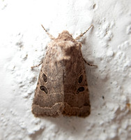 Cutworm Moth - Protorthodes melanopis