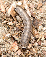 Cutworm - Trichopolia sp.. (T. rufula?)