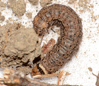 Cutworm - Trichopolia sp.