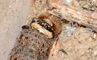 Cutworm - Trichopolia sp.