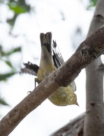 Blackpoll Warbler - Setophaga striata
