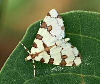 Eight-barred lygropia moth - Conchylodes octonalis