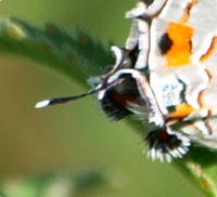 A 'tail' appendage onthe wings of a Gray hairstreak - Strymon melinus