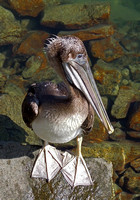 Brown Pelican - Pelecanus occidentalis ((immature))