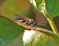 Sawfly - Bristly Rose Slug - Cladius difformis