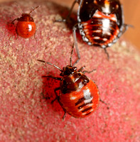 Painted bug - Bagrada hilaris (nymphs)