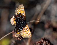 Irvine Ranch, IRC Butterfly Count  11-03-2019