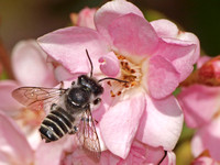 Leafcutter bee 5 - Megachile sp.