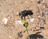 Tachinid fly - Unidentified sp.