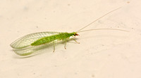 Green lacewing - Family chrysopidae