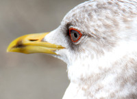 Short-billed Gull - Larus brachyrhynchus