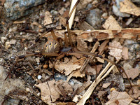 Brown widow - Latrodectus geometricus