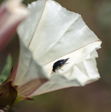 Tumbling flower beetle - Unidentified sp.