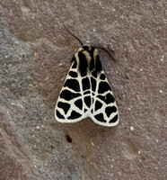 Tiger moth - Apantesis ursina