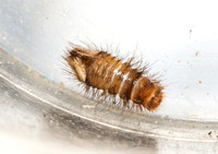 Carpet beetle - Anthrenus verbasci