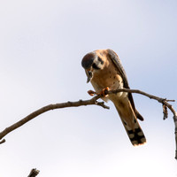 American Kestrel - Falco sparverius, Bordered Mantis - Stagmomantis limbata