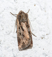 Noctuid moth - Euxoa sp.