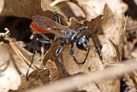 Sphecid wasp - Prionyx sp.