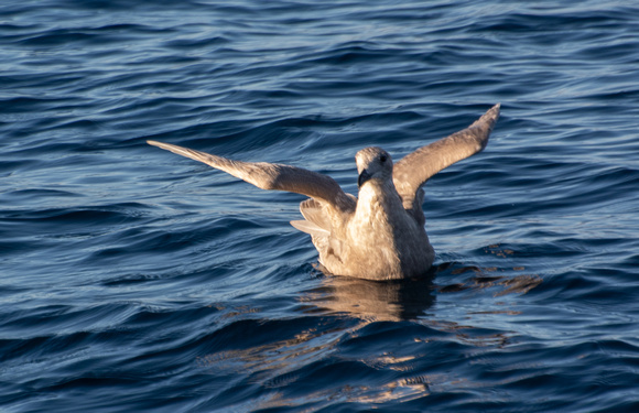 Glaucous-winged Gull - Larus glaucescens