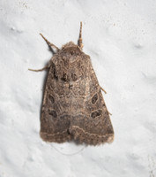 Cutworm Moth - Trichopolia melanopis