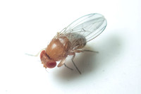 Small Fruit Fly - Drosophila sp.