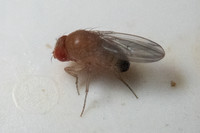 Small Fruit Fly - Drosophila sp.
