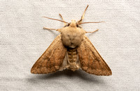 Noctuid moth - Orthosia pacifica