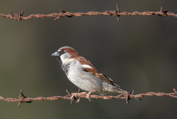 House Sparrow - Passer domesticus