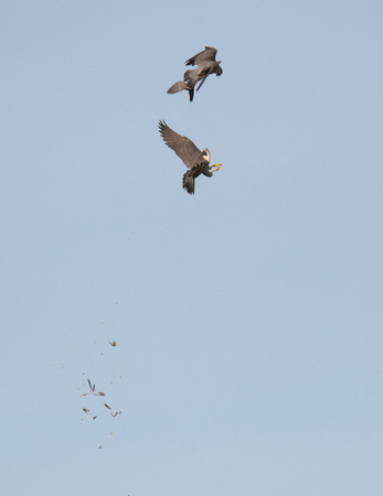 Mourning Dove - Zenaida macroura, Peregrine Falcon - Falco peregrinus
