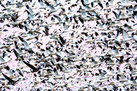 Ross's Goose - Anser rossii, Snow Goose - Anser caerulescens