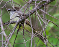 Dusky-capped Flycatcher - Myiarchus tuberculifer