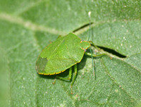 Green stink bug - Chinavia hilaris