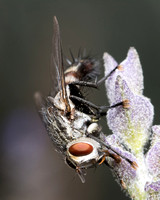 Tachinid fly - Chetogena tachinomoides