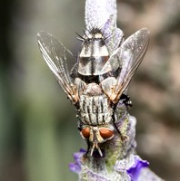Tachinid fly - Chetogena sp