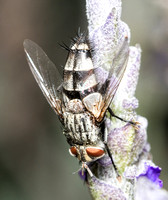 Tachinid fly - Chetogena tachinomoides