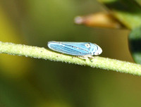 Blue-green sharpshooter - Graphocephala atropunctata
