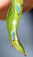 Blue-green sharpshooter - Graphocephala atropunctata