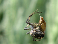 Western spotted orb weaver - Neoscona oaxacensis
