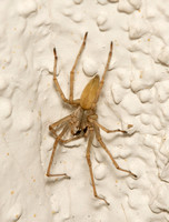 Longlegged spider - Cheiracanthium mildei