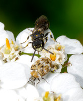 Carpet beetle - Anthrenus verbasci, Masked bee - Hylaeus sp.
