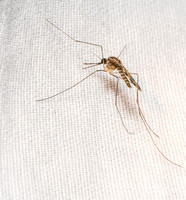 Mosquito - Anopheles franciscanus