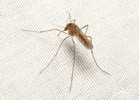 Winter Mosquito - Culiseta inornata