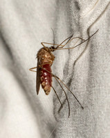 Southern House Mosquito - Culex quinquefasciatus