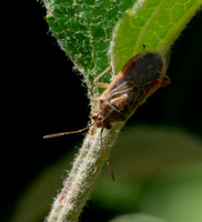 Scentless plant bug - Unidentified sp.